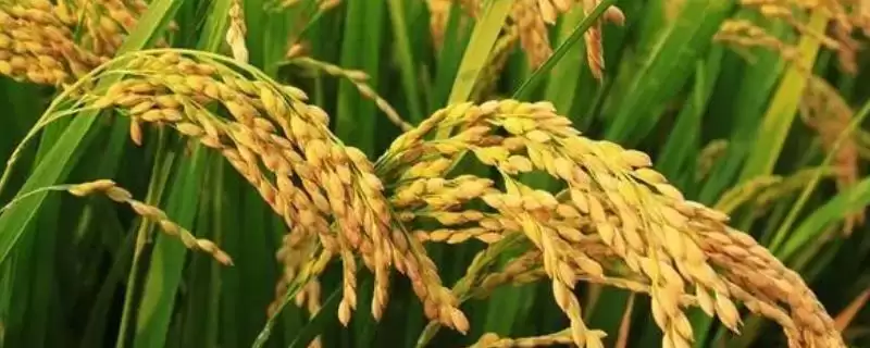 泰乡优德玉水稻品种简介(泰乡优德玉水稻在6月15-20日播种)-会东网
