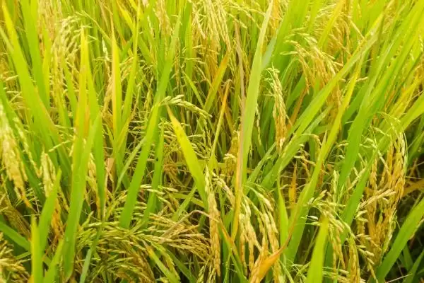 袁两优1号水稻种子4月下旬至5月中旬播？插图1