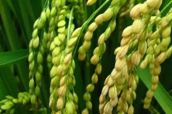 遂两优9816水稻品种的特性(遂两优9816水稻6月中旬前播种)插图3