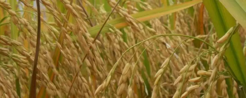 桃优玉晶水稻种子介绍(桃优玉晶为籼型三系杂交晚稻中熟品种)插图 桃优玉晶水稻种子介绍(桃优玉晶为籼型三系杂交晚稻中熟品种)插图