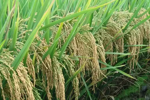 野香优海丝水稻种子特点，全生育期多少天？插图1