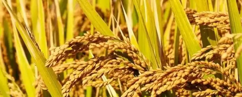 龙两优750产量要素?15.98万有效穗,分析产量构成-会东网