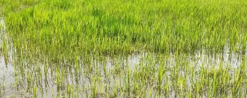 水稻药害的症状(水稻药害症状分慢性与急性病症不同)-会东网