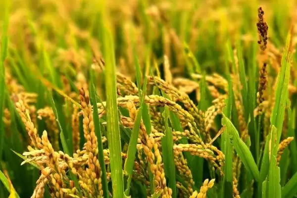 特优7678水稻种简介(特优7678水稻每亩有效穗数17.8万)插图1 特优7678水稻种简介(特优7678水稻每亩有效穗数17.8万)插图1