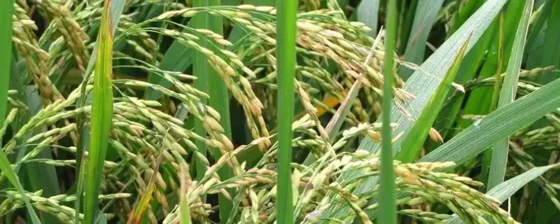 润稻118水稻品种简介(润稻118为晚粳常规水稻品种)-会东网