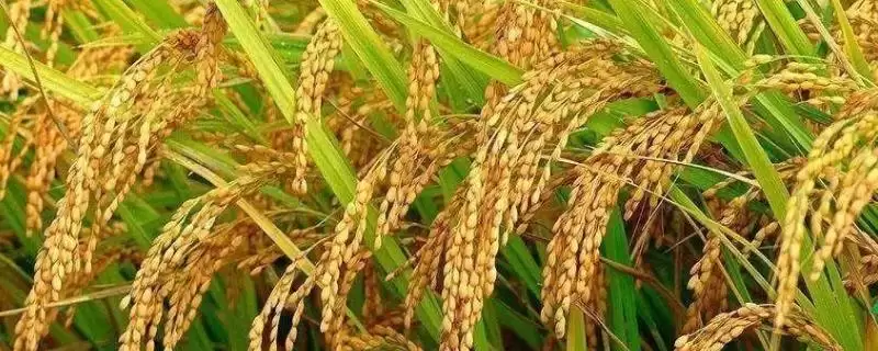 遂S水稻种子介绍(遂S水稻在福建沙县5月30日进行播种)-会东网