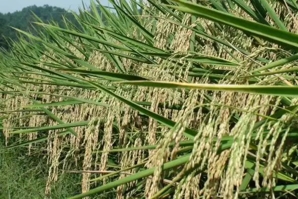 渝优1351水稻品种需特别注意稻瘟病防治？插图1