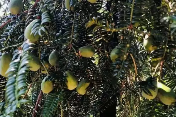 香榧子是啥树果实，香榧树有何特点？插图2