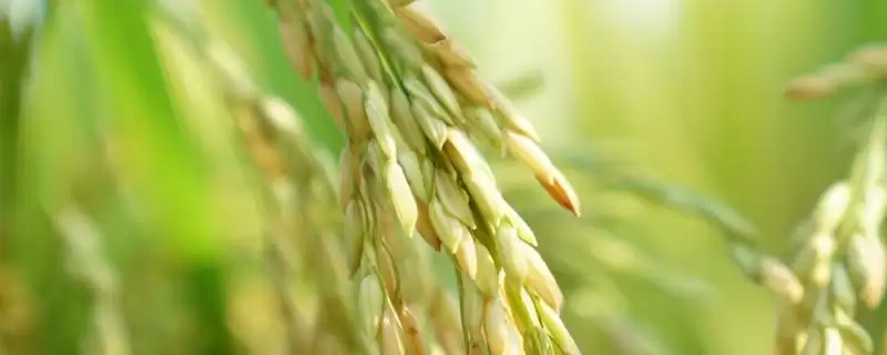 野香优糖丝水稻种子情况，全生育期多少天？-会东网
