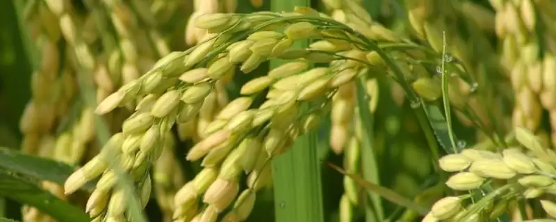 宜香优润丝水稻种情况,稻瘟病如何防治?插图 宜香优润丝水稻种情况,稻瘟病如何防治?插图