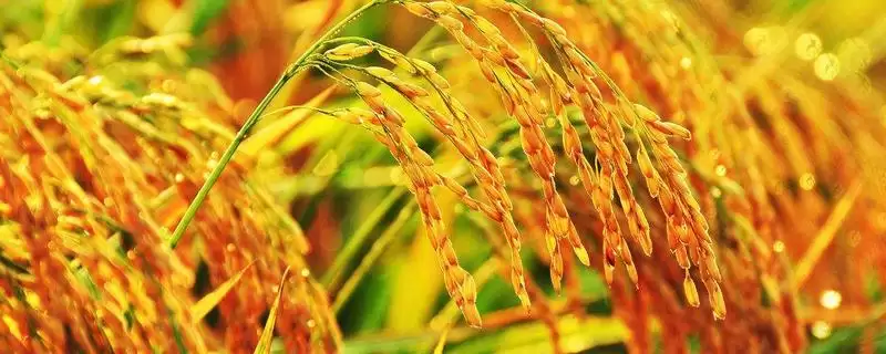盛泰优352水稻种子特征特性(盛泰优352每亩秧田播量12公斤以内)-会东网