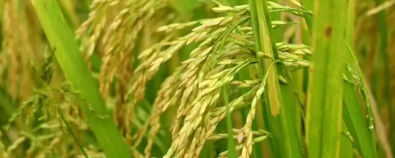 荃优软占水稻品种简介(荃优软占秧田亩播种量10到12千克)-会东网