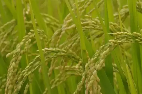 优I028水稻种子插植密度17厘米×20厘米吗？插图2