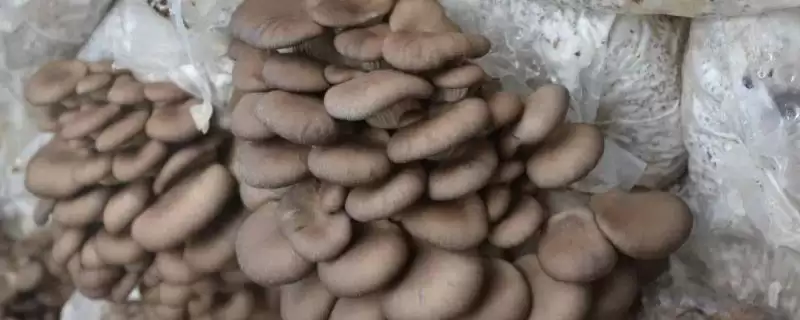 种植平菇的新方法，接种后通风何作用？-会东网