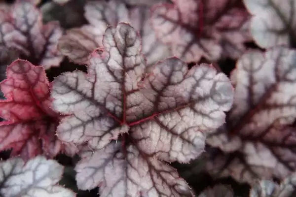 一年四季不怕冷耐热植物，矾根有何特点？插图1