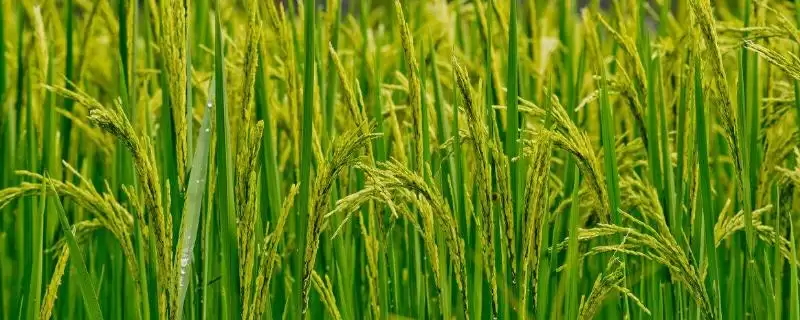 西大淡叶4号水稻品种情况，全生育期几天？-会东网