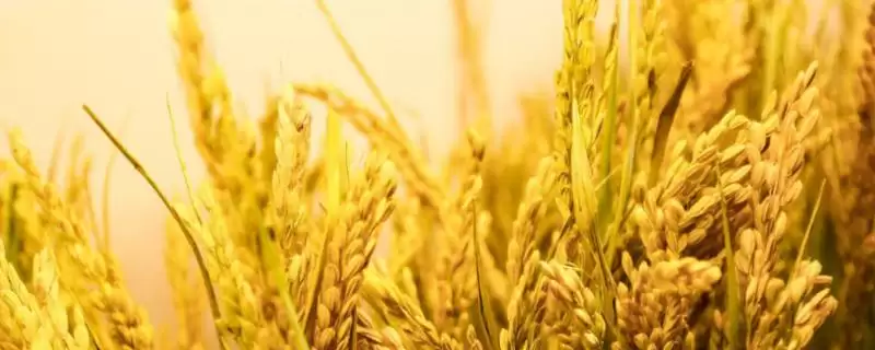 申优114水稻种简介(申优114水稻全生育期长达170.4天)-会东网