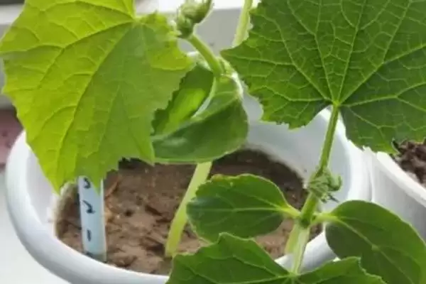家庭版黄瓜种植,为何一年四季均可播种?有哪些技巧?插图3 家庭版黄瓜种植,为何一年四季均可播种?有哪些技巧?插图3
