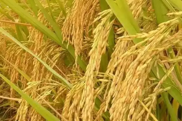 早丰优华占水稻种子属三系杂交中熟晚稻？插图1