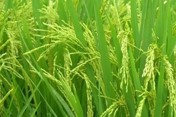 深两优248水稻种子特点(深两优248水稻每亩有效穗数15.1万穗)插图1