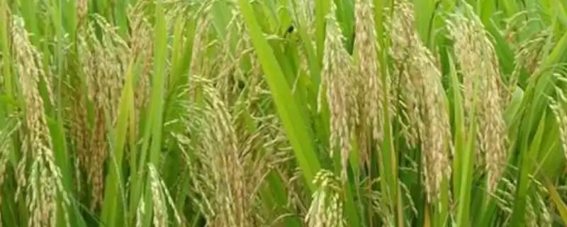 雅3优1188水稻品种特性，稻瘟病咋防治？-会东网