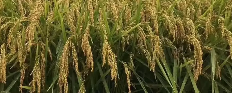 穗香优天成水稻种简介(穗香优天成水稻每亩有效穗数16.5万)插图 穗香优天成水稻种简介(穗香优天成水稻每亩有效穗数16.5万)插图