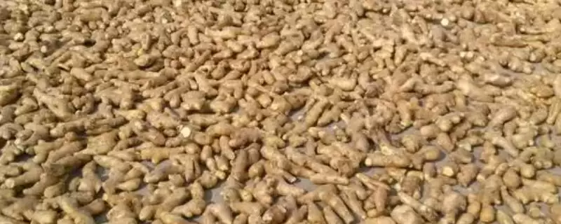 生姜种子的价格(生姜种子的价格一般每斤在5-15元左右)-会东网
