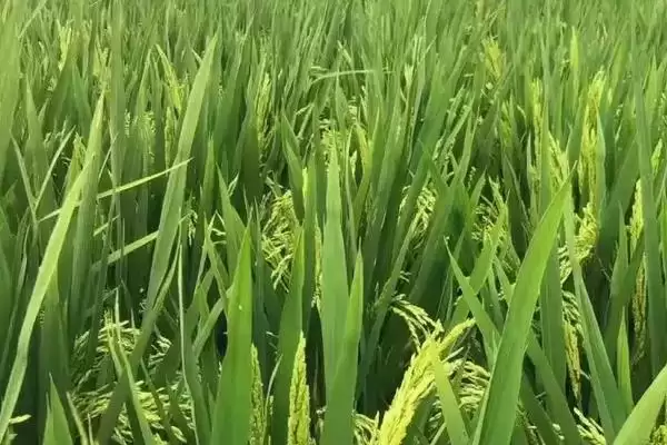 钰优1165水稻品种每亩有效穗13.2万吗？插图1