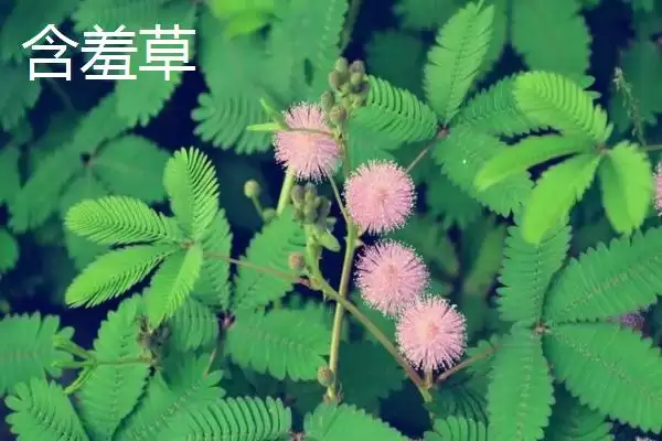 蓬莱松为何适于客厅盆栽观赏？还有哪些适合的植物？插图8