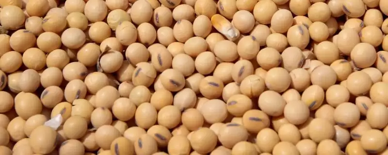 菏豆39大豆种子，适宜播期为6月10～25日的原因是什么？-会东网
