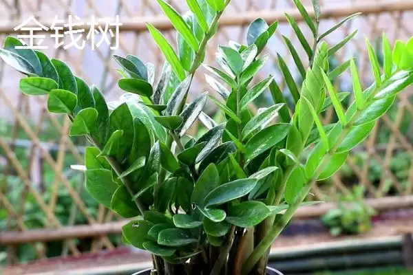 蓬莱松为何适于客厅盆栽观赏？还有哪些适合的植物？插图3