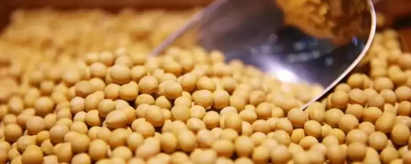 小粒类型品种吉育113大豆种子，有何独特之处？-会东网