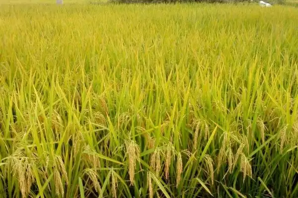 苏粳4699水稻种简介(苏粳4699需防纹枯病和穗颈瘟的防治)插图3 苏粳4699水稻种简介(苏粳4699需防纹枯病和穗颈瘟的防治)插图3