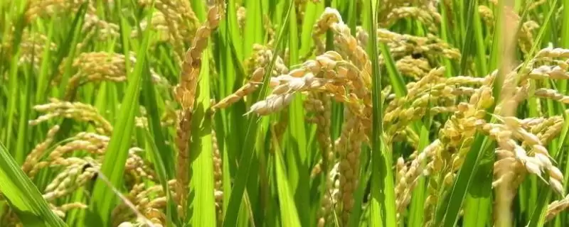 泰丰优2213水稻品种的特性(泰丰优2213水稻全生育期112.1天)插图 泰丰优2213水稻品种的特性(泰丰优2213水稻全生育期112.1天)插图