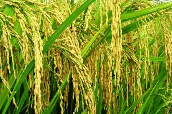 穗香优天成水稻种简介(穗香优天成水稻每亩有效穗数16.5万)插图3 穗香优天成水稻种简介(穗香优天成水稻每亩有效穗数16.5万)插图3
