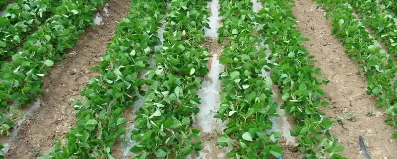 生育期103天左右的邯豆21大豆种子，这个生育期的生长节奏是怎样的？-会东网