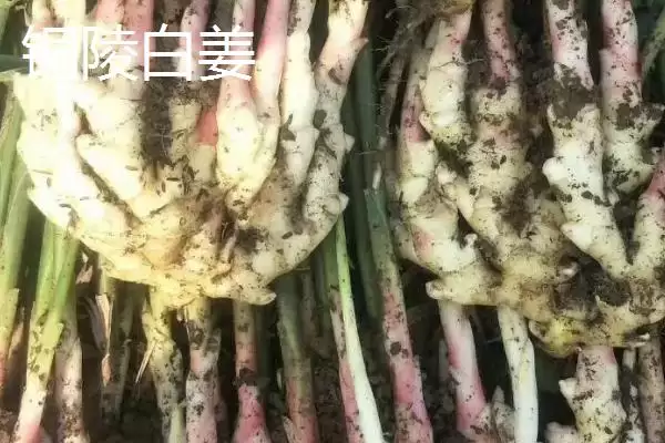 生姜种子的价格(生姜种子的价格一般每斤在5-15元左右)插图4