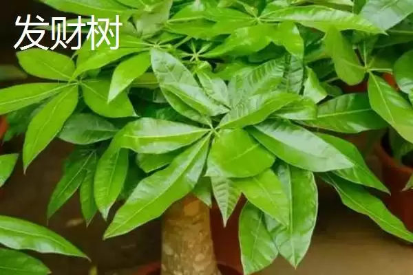 蓬莱松为何适于客厅盆栽观赏？还有哪些适合的植物？插图2