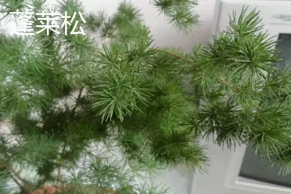 蓬莱松为何适于客厅盆栽观赏？还有哪些适合的植物？插图4
