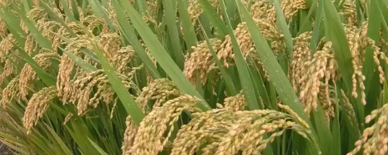 深两优5438水稻种子特征特性(深两优5438水稻每亩有效穗数16.5万穗)-会东网