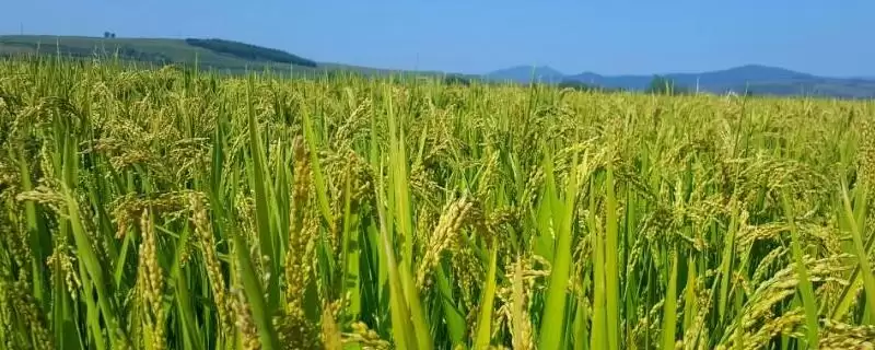 中禾优5号水稻品种情况如何,每亩大田用种量多少?-会东网