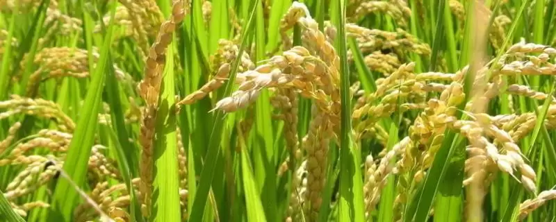 裕两优香占水稻品种需注意防治稻瘟病吗?插图 裕两优香占水稻品种需注意防治稻瘟病吗?插图