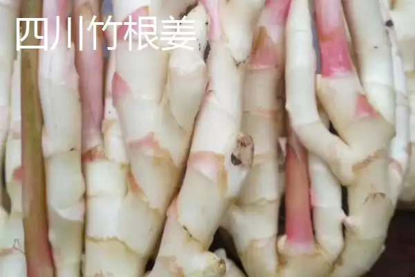 生姜种子的价格(生姜种子的价格一般每斤在5-15元左右)插图5