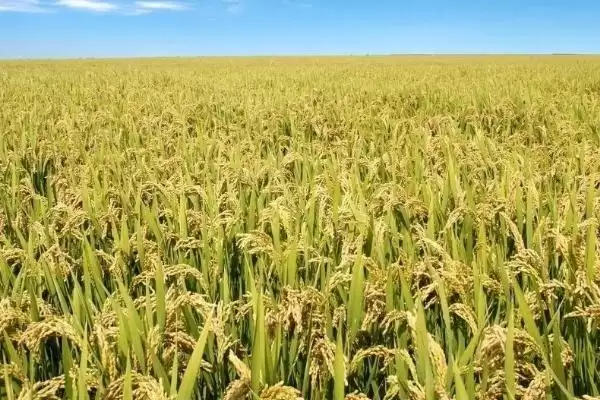 泰邦A水稻品种的特性(泰邦A水稻每亩秧田播量不超15公斤)插图1