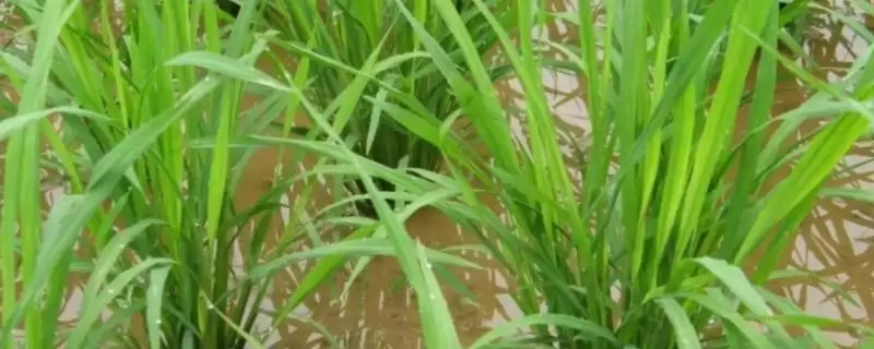 泰优6365水稻品种简介(泰优6365水稻全生育期时长为125.2天)-会东网