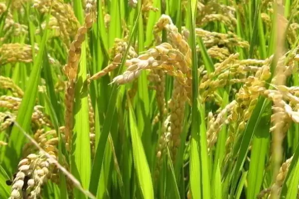 泰邦A水稻品种的特性(泰邦A水稻每亩秧田播量不超15公斤)插图3