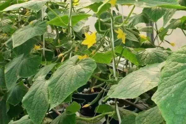 家庭版黄瓜种植,为何一年四季均可播种?有哪些技巧?插图6 家庭版黄瓜种植,为何一年四季均可播种?有哪些技巧?插图6
