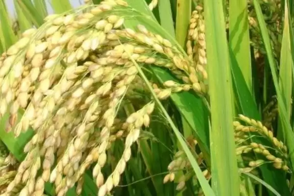 紫两优2号水稻种子情况,全生育期多少天?插图1 紫两优2号水稻种子情况,全生育期多少天?插图1