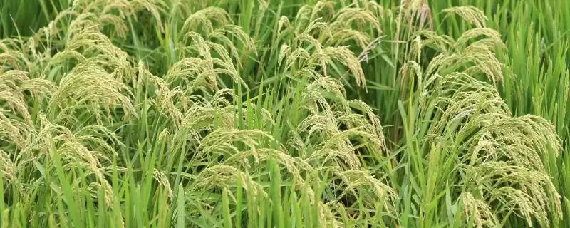 神9优55水稻种子介绍(神9优55水稻抗性评价结果为中抗)-会东网