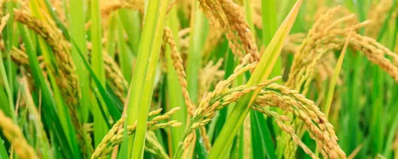 泰优粤禾丝苗水稻种子简介(泰优粤禾丝苗水稻品种株型适中)插图 泰优粤禾丝苗水稻种子简介(泰优粤禾丝苗水稻品种株型适中)插图